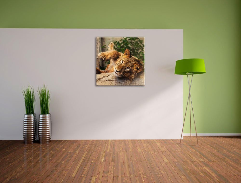verspielter kleiner Löwe, Format: 70x70 auf Leinwand, XXL riesige Bilder fertig gerahmt mit Keilrahm