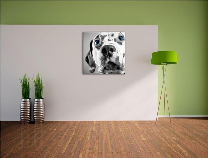 Pixxprint aufmerksamer Dalmatiner als Leinwandbild/Grösse: 70x70 cm/Wandbild/Kunstdruck/fertig bespa