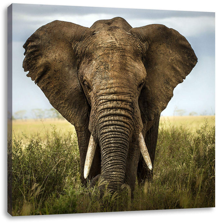 Imposanter Elefant, Format: 70x70 auf Leinwand, XXL riesige Bilder fertig gerahmt mit Keilrahmen, Ku