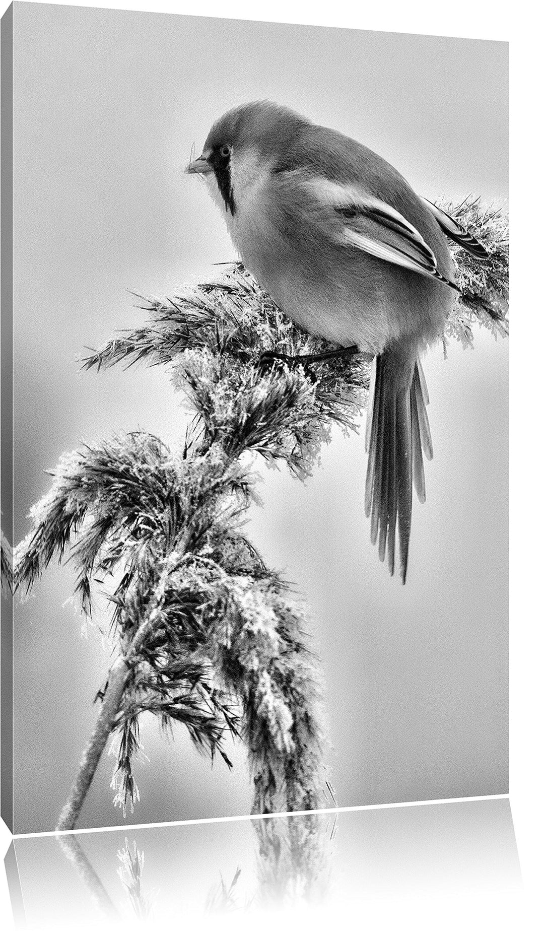 Pixxprint Monocrome, Kleiner Vogel auf Weizen im Winter, Format: 100x70 auf Leinwand, XXL riesige Bi