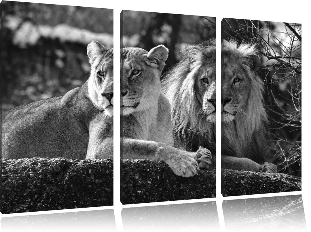 Pixxprint interessiertes Löwenpaar Kunst B&W als Leinwandbild/Grösse: 3 Teilig (120x80 cm) cm/Wandbi
