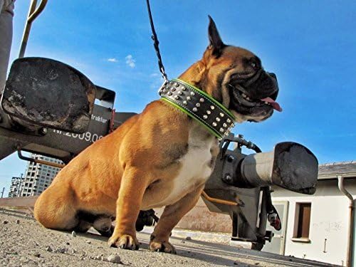 Bestia™ "Stud Echtleder Hundehalsband mit Stumpfnieten für grosse Hunde. Weich gepolstert. 6,3 cm br