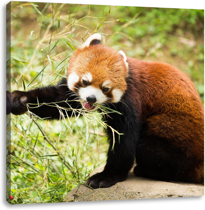 Niedlicher roter Panda, Format: 70x70 auf Leinwand, XXL riesige Bilder fertig gerahmt mit Keilrahmen