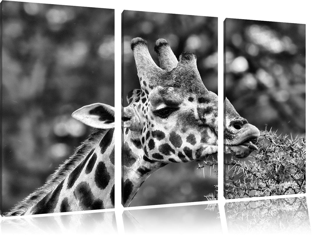 Pixxprint Monocrome, schöne Giraffe beim Fressen 3-Teiler Leinwandbild 120x80 Bild auf Leinwand
