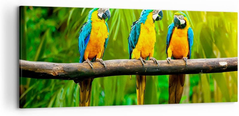 Wandbilder Dekoration Wohnzimmer Papageien Collorful Natur Vögel Panorama Bilder auf Leinwand 120x50