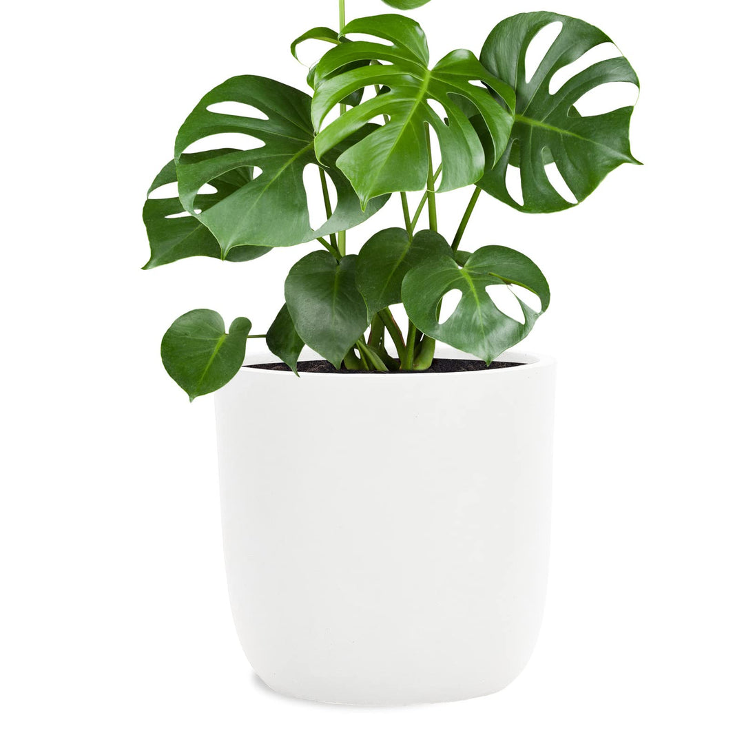 Pflanzwerk® Pflanzkübel Fiberglas Weiss Cup Ø27x26cm *Frostbeständige Blumenkübel* *Deutsche Premium