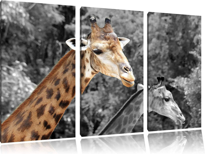 zwei schöne Giraffen schwarz/weiss 3-Teiler Leinwandbild 120x80 Bild auf Leinwand, XXL riesige Bilde