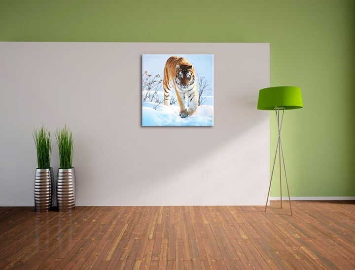 Stolzer Tiger im Schnee, Format: 70x70 auf Leinwand, XXL riesige Bilder fertig gerahmt mit Keilrahme