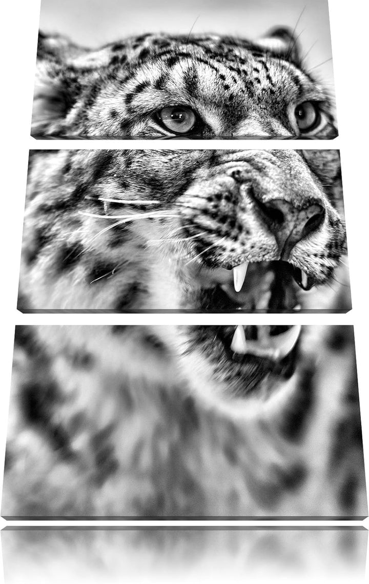 Pixxprint Schneeleopard zeigt Zähne als Leinwandbild/Grösse: 3 Teilig (120x80) cm/Wandbild/Kunstdruc