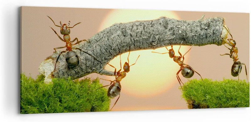 Wandbilder Dekoration Wohnzimmer Tiere Ameisen Brücke Natur Panorama Bilder auf Leinwand 120x50cm Le