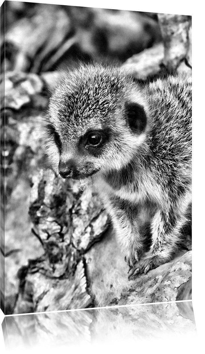 Pixxprint junges Erdmännchen auf Baum als Leinwandbild/Grösse: 100x70 / Wandbild/Kunstdruck/fertig b