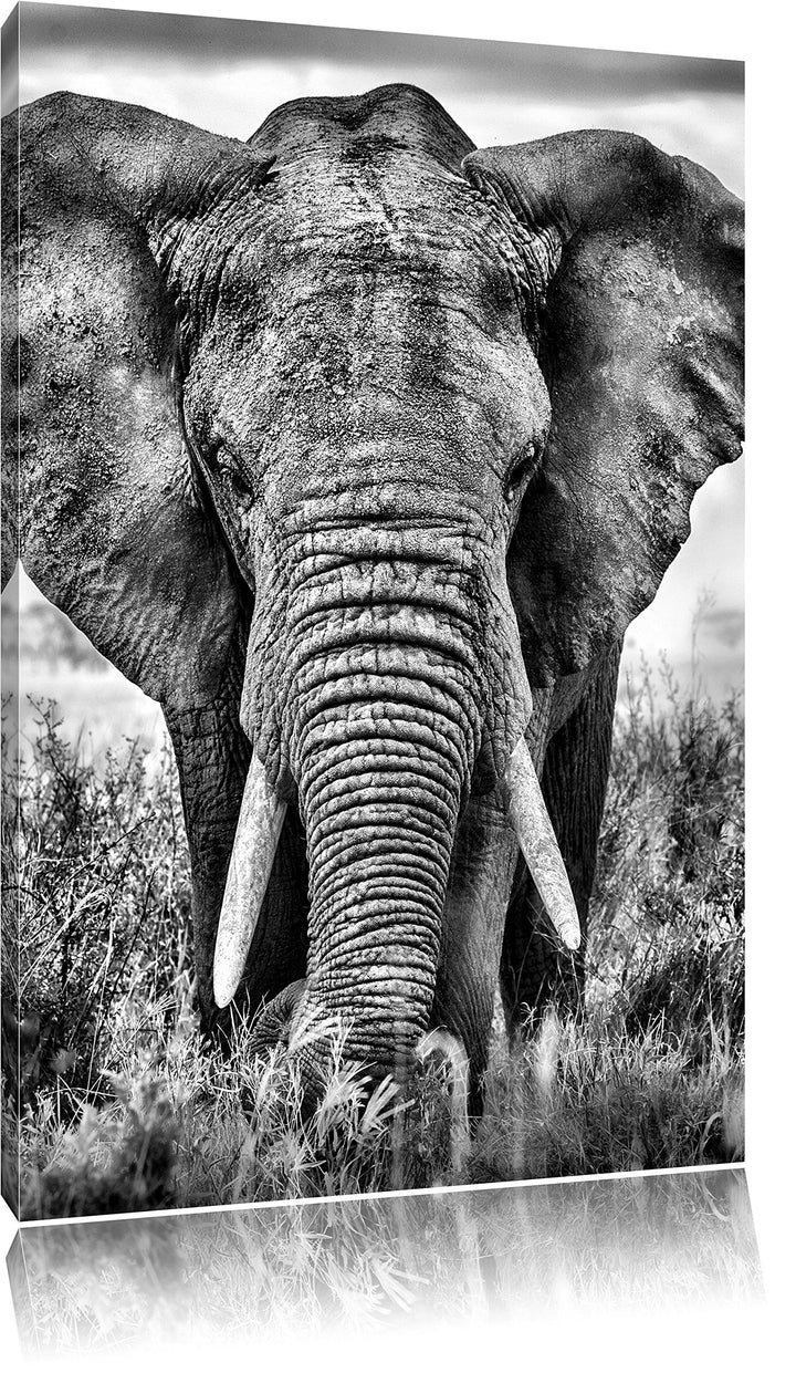 Pixxprint Imposanter Elefant / 100x70cm Leinwandbild bespannt auf Holzrahmen/Wandbild Kunstdruck Dek