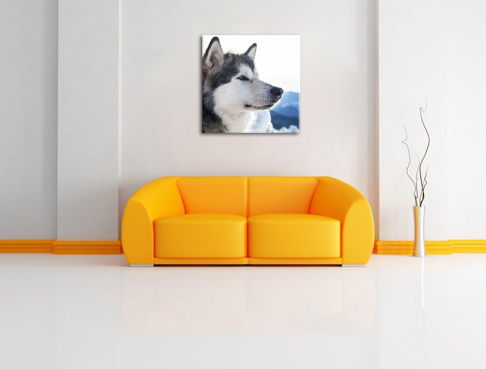 Süsser Husky im Schnee, Format: 70x70 auf Leinwand, XXL riesige Bilder fertig gerahmt mit Keilrahmen