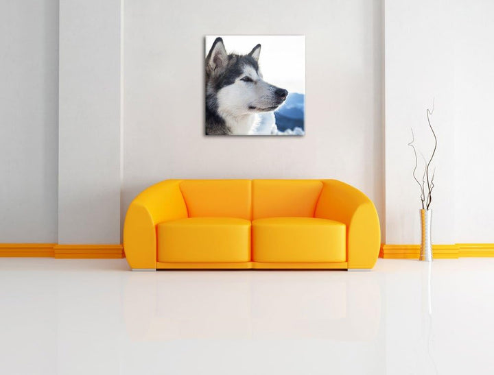 Süsser Husky im Schnee, Format: 70x70 auf Leinwand, XXL riesige Bilder fertig gerahmt mit Keilrahmen
