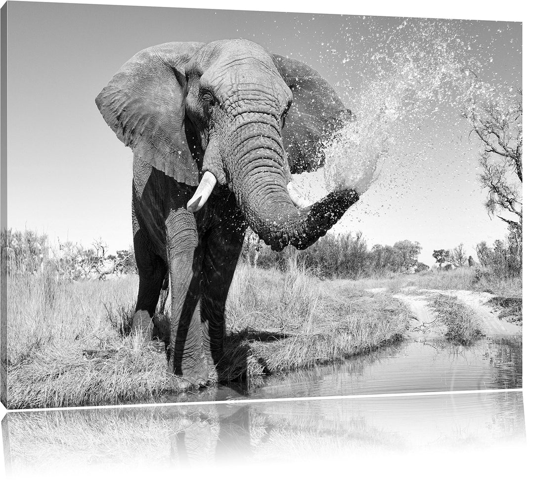 Pixxprint schöner Elefant spritzt mit Wasser Kunst B&amp;W, Format: 100x70 auf Leinwand, XXL riesige Bil