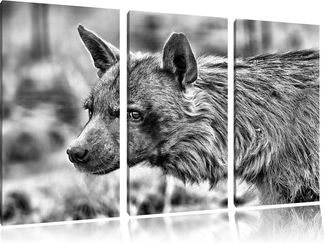 Pixxprint anmutige Hyäne im Wildgras als Leinwandbild/Grösse: 3 Teilig (120x80) cm/Wandbild/Kunstdru