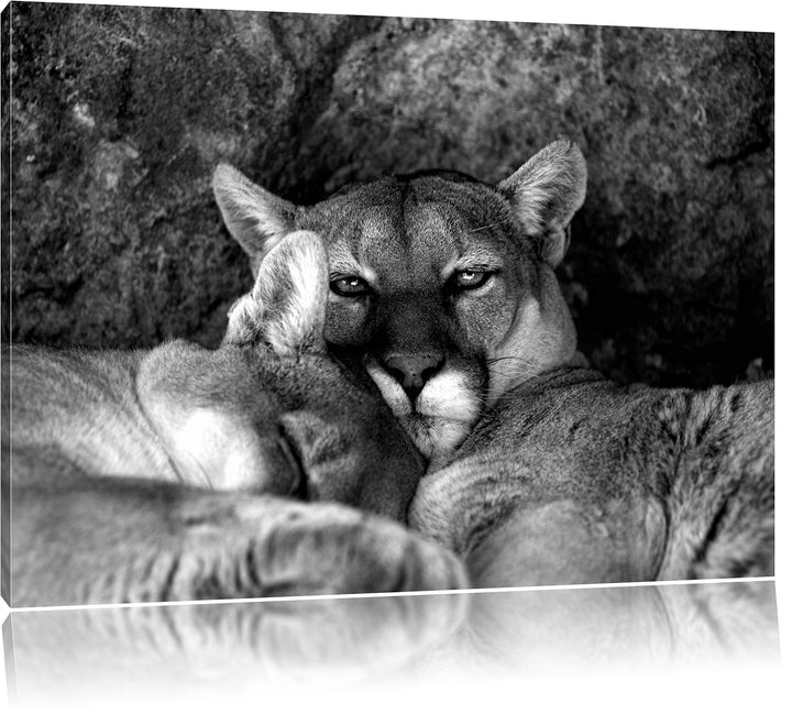 Pixxprint verschlafenes Puma Paar Kunst B&W als Leinwandbild/Grösse: 100x70 / Wandbild/Kunstdruck/fe
