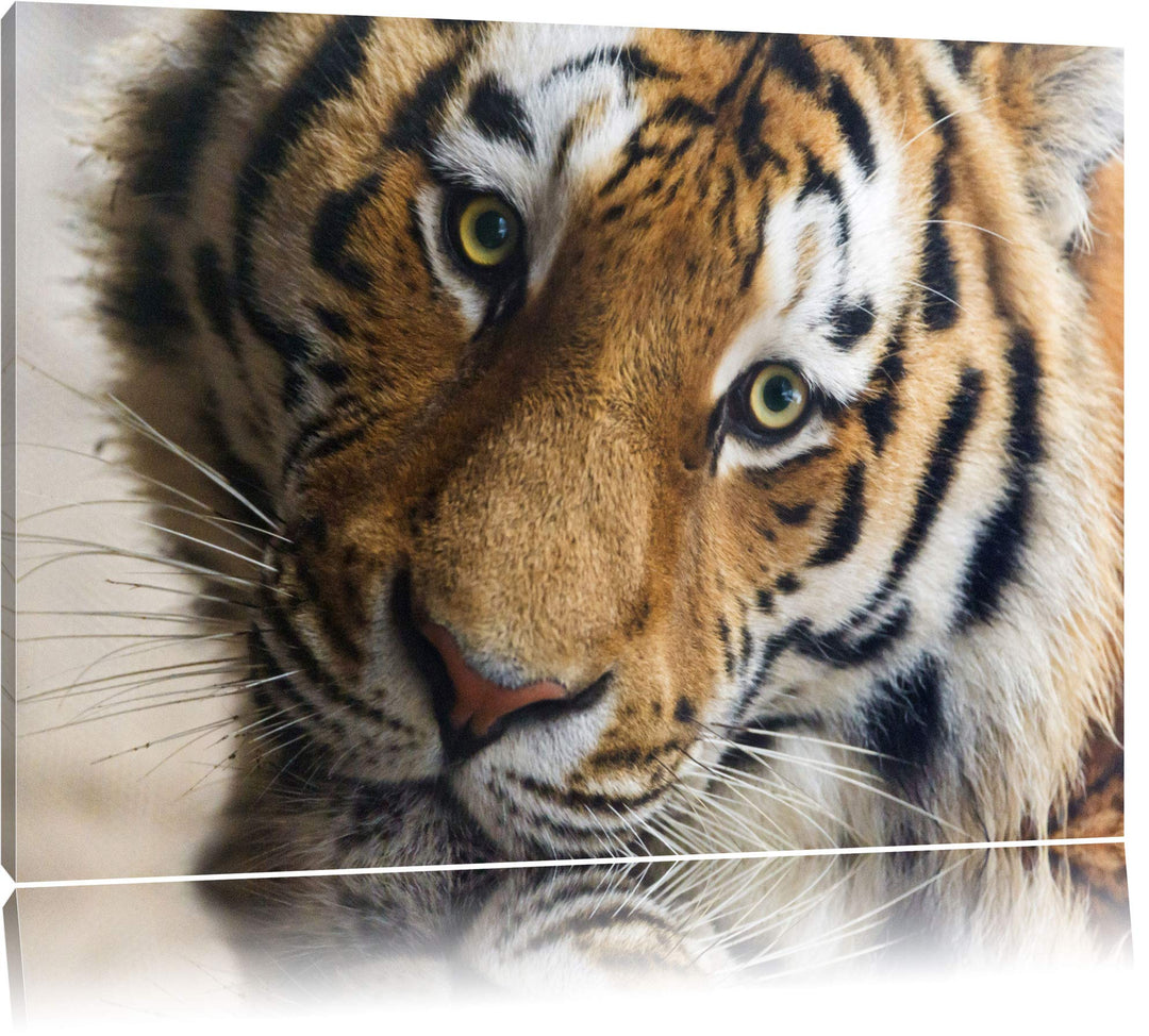 Pixxprint bildschöner Tiger auf Leinwand, XXL riesige Bilder fertig gerahmt mit Keilrahmen, Kunstdru