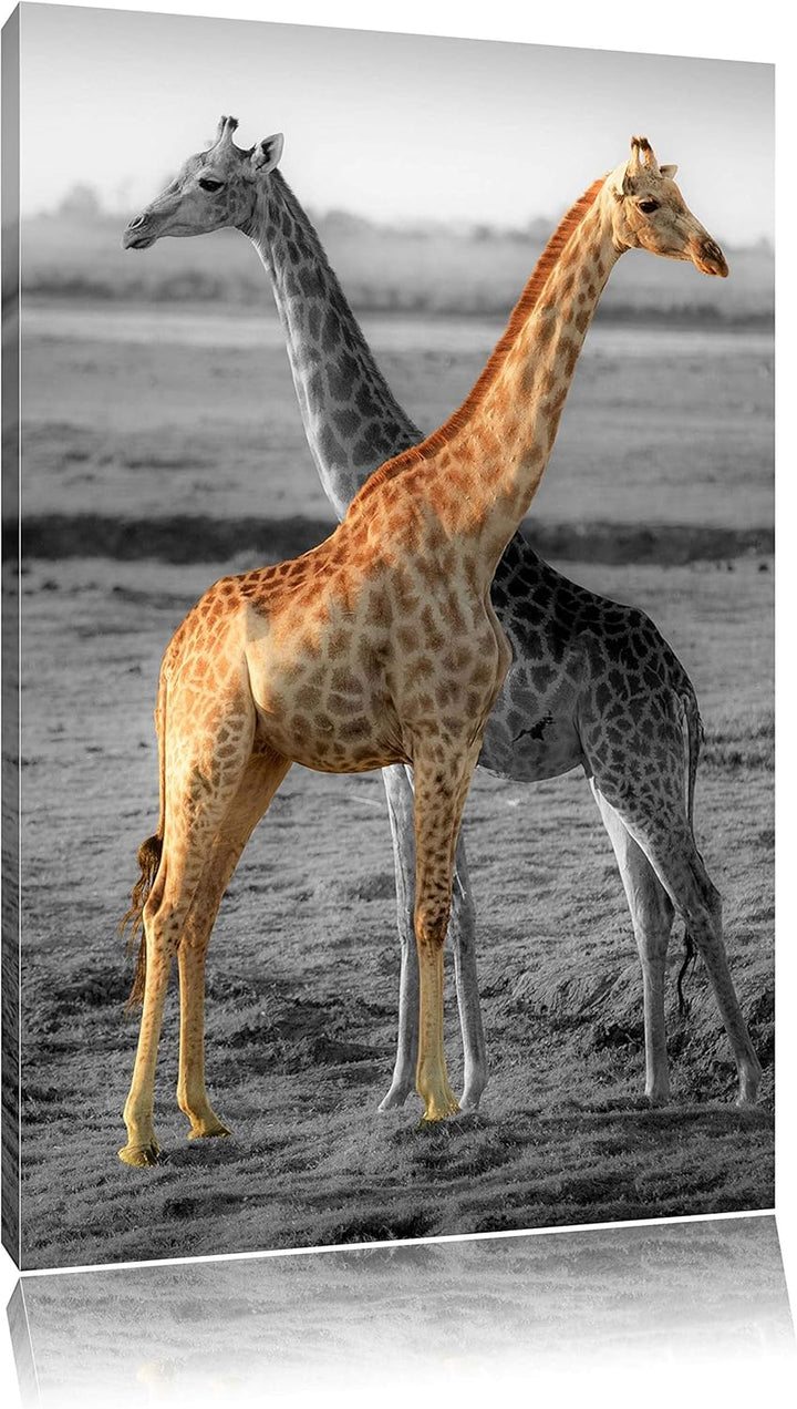 schöne Giraffen in der Steppe schwarz/weiss Format: 100x70 auf Leinwand, XXL riesige Bilder fertig g