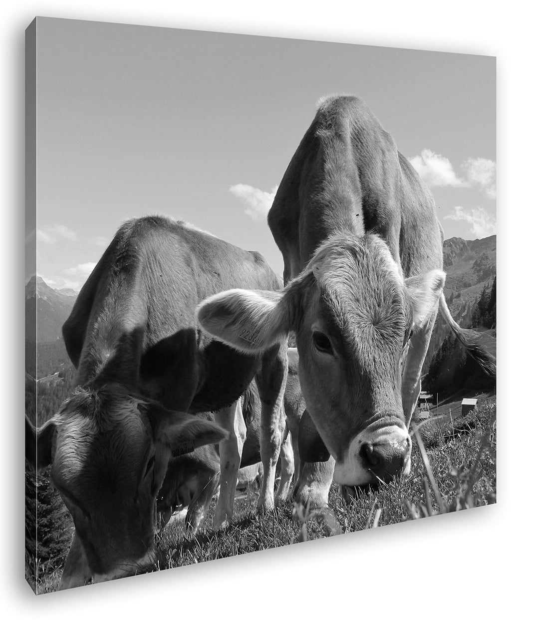 deyoli friedliche Kühe auf Einer Weide in Österreich im Format: 70x70 Effekt: Schwarz&Weiss als Lein