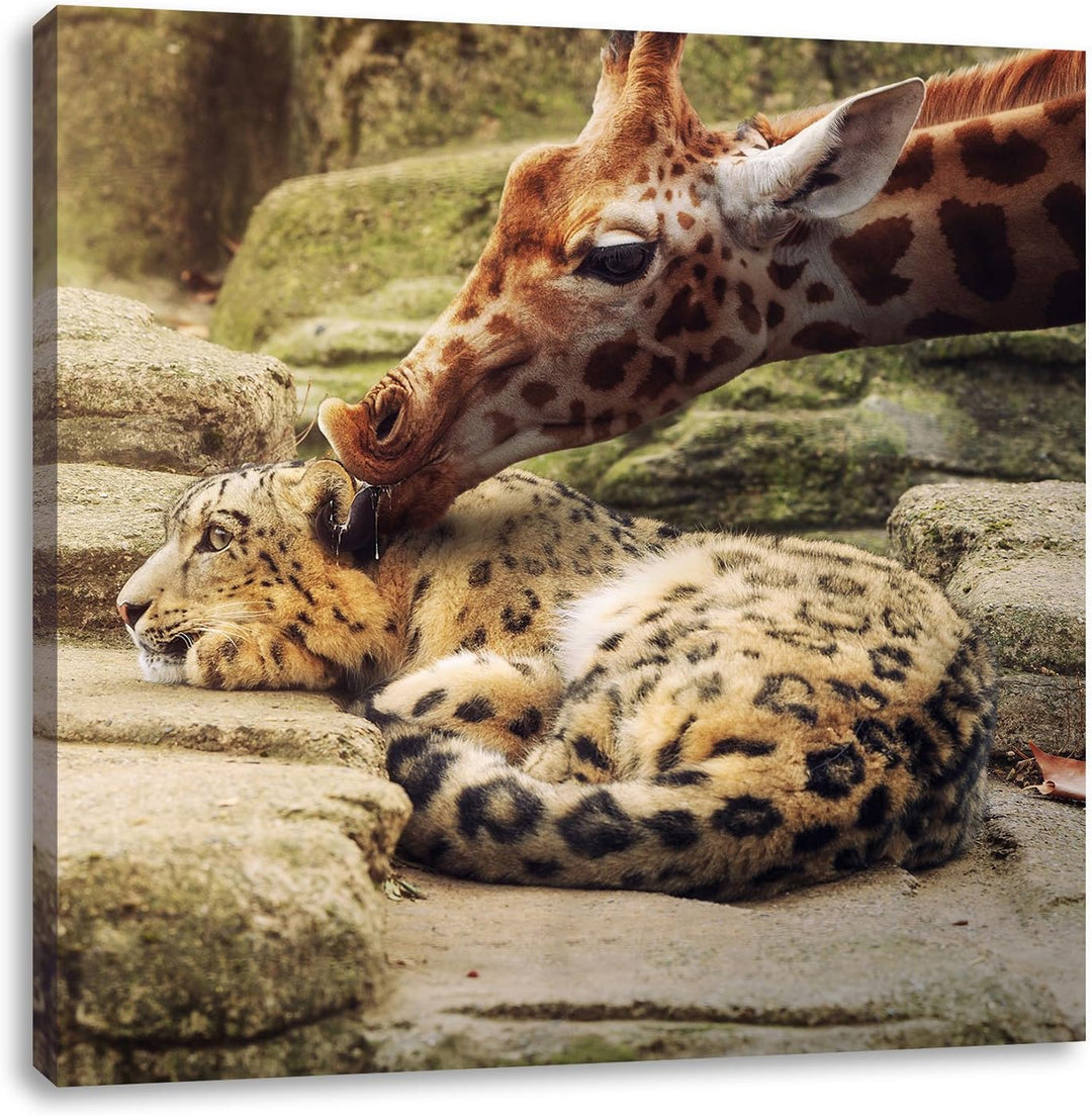Pixxprint Leopard und Giraffe als Leinwandbild/Grösse: 70x70 cm/Wandbild/Kunstdruck/fertig bespannt,