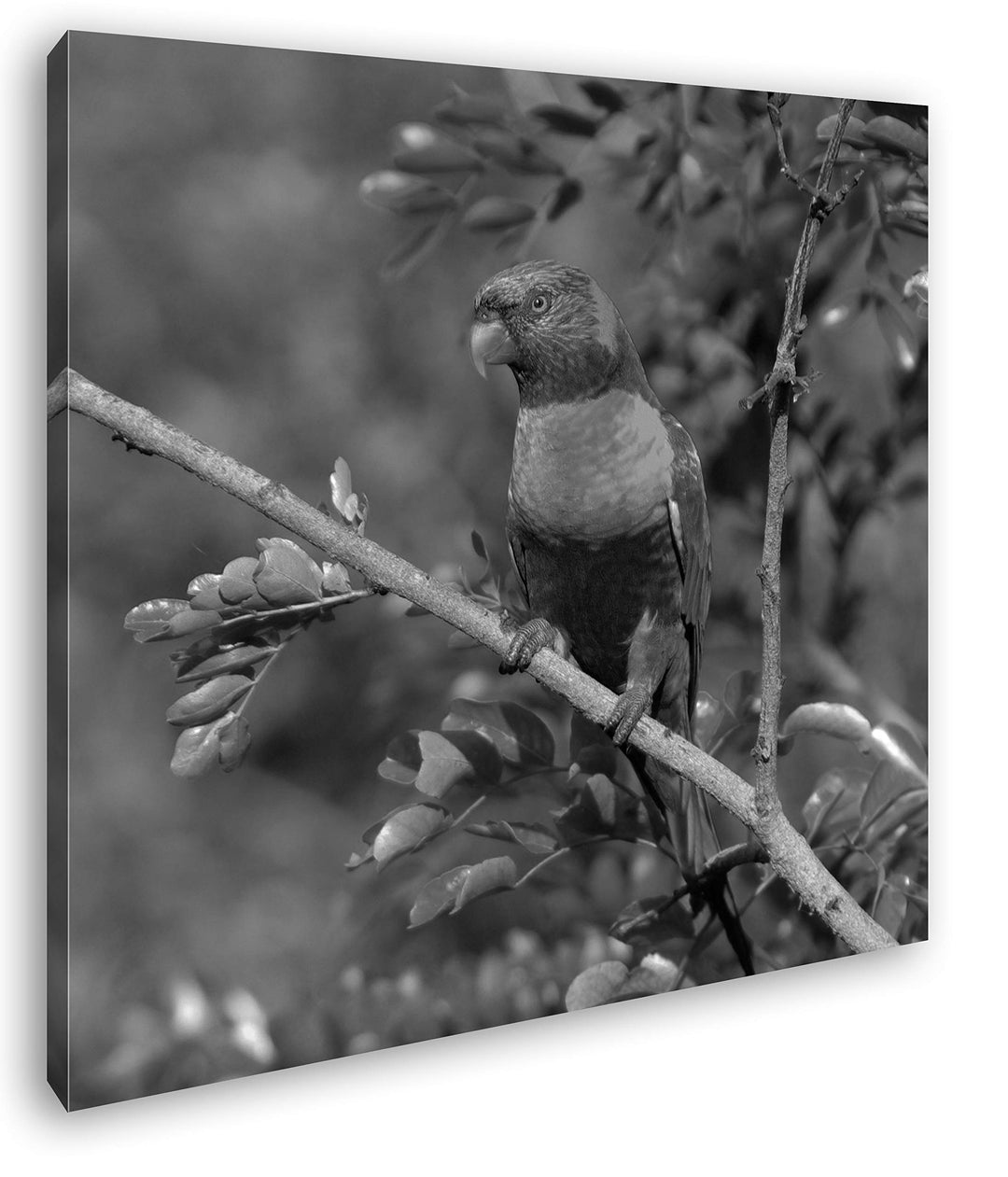 Allfarblori Papagei in der Natur im Format: 60x60 Effekt: Schwarz&Weiss als Leinwandbild, Motiv auf
