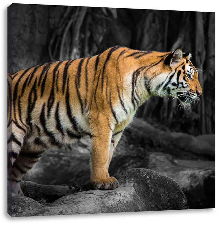 Pixxprint knurrender Tiger auf Steinen als Leinwandbild | Grösse: 70x70 cm | Wandbild | Kunstdruck |