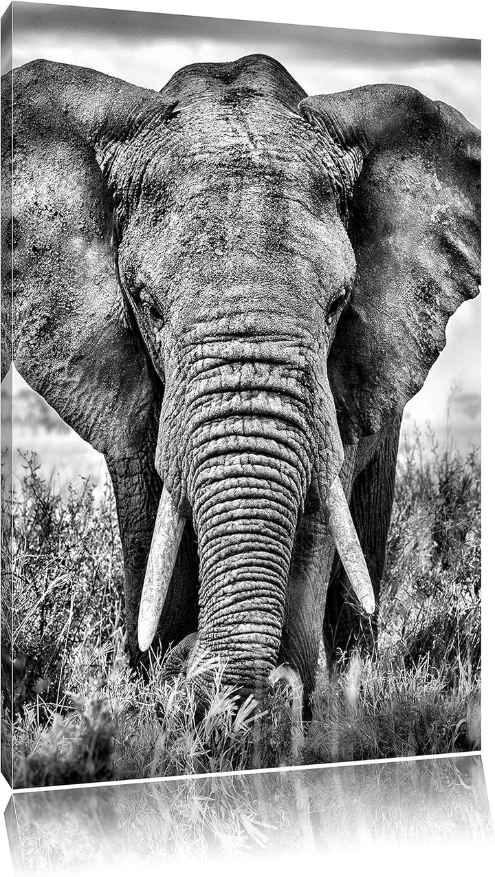 Pixxprint Imposanter Elefant / 100x70cm Leinwandbild bespannt auf Holzrahmen/Wandbild Kunstdruck Dek