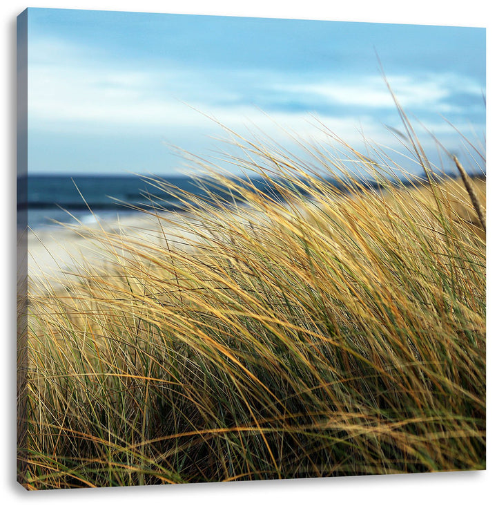 Schilf Gras am Ufer, Format: 70x70 auf Leinwand, XXL riesige Bilder fertig gerahmt mit Keilrahmen, K