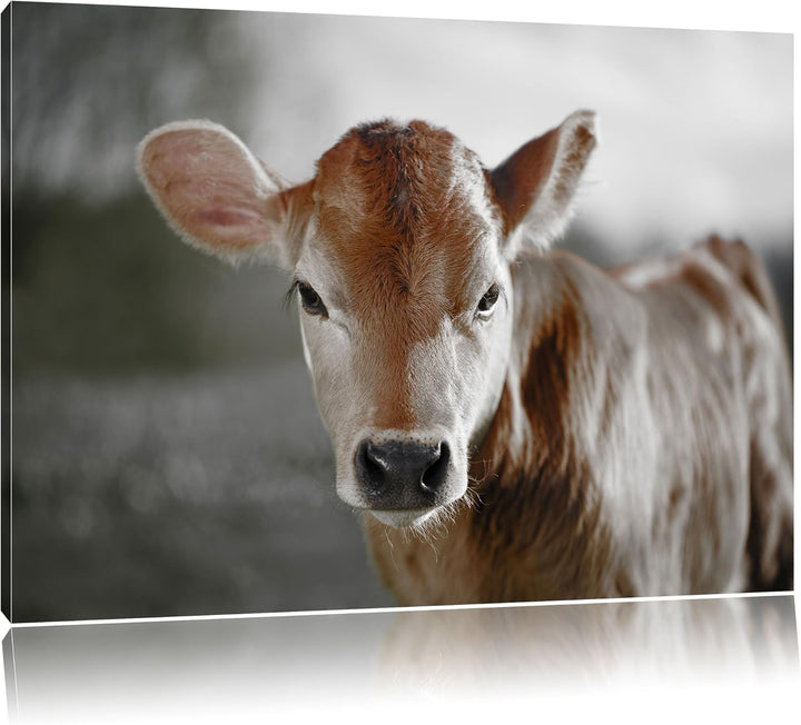 Pixxprint Junge Kuh Kälbchen als Leinwandbild/Grösse: 100x70 cm/Wandbild/Kunstdruck/fertig bespannt,