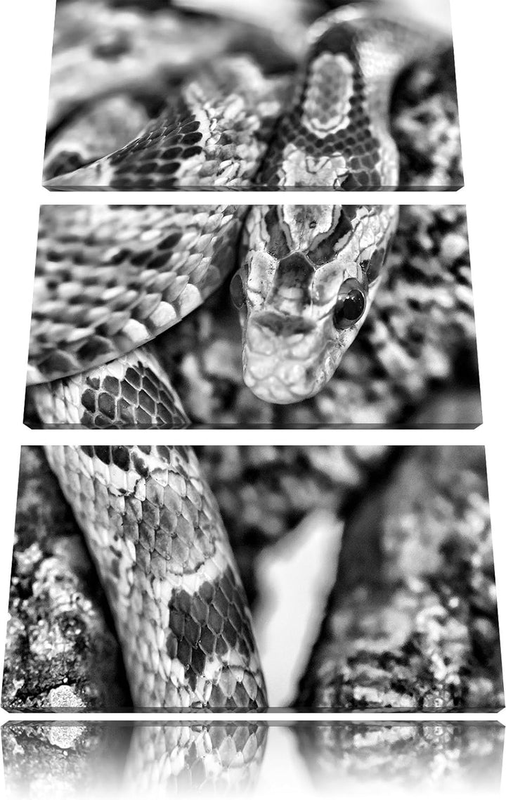 Pixxprint ruhende Kornnatter als Leinwandbild/Grösse: 3 Teilig (120x80) cm/Wandbild/Kunstdruck/ferti