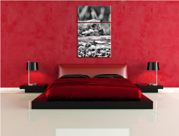 Pixxprint Frettchen auf Baumstamm als Leinwandbild/Grösse: 3 Teilig (120x80) / Wandbild/Kunstdruck/f