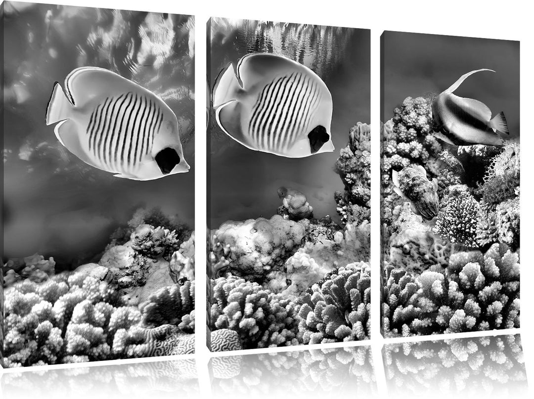 Pixxprint Tropen Fische als Leinwandbild/Grösse: 3 Teilig (120x80) cm/Wandbild/Kunstdruck/fertig bes