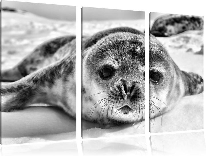 Pixxprint Monocrome, Süsses Robben Baby 3-Teiler Leinwandbild 120x80 Bild auf Leinwand
