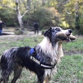 Julius K9 Hundegeschirr, Brustgeschirr reflektierend Hunde Geschirr mit personalisiertes Geschenk, b