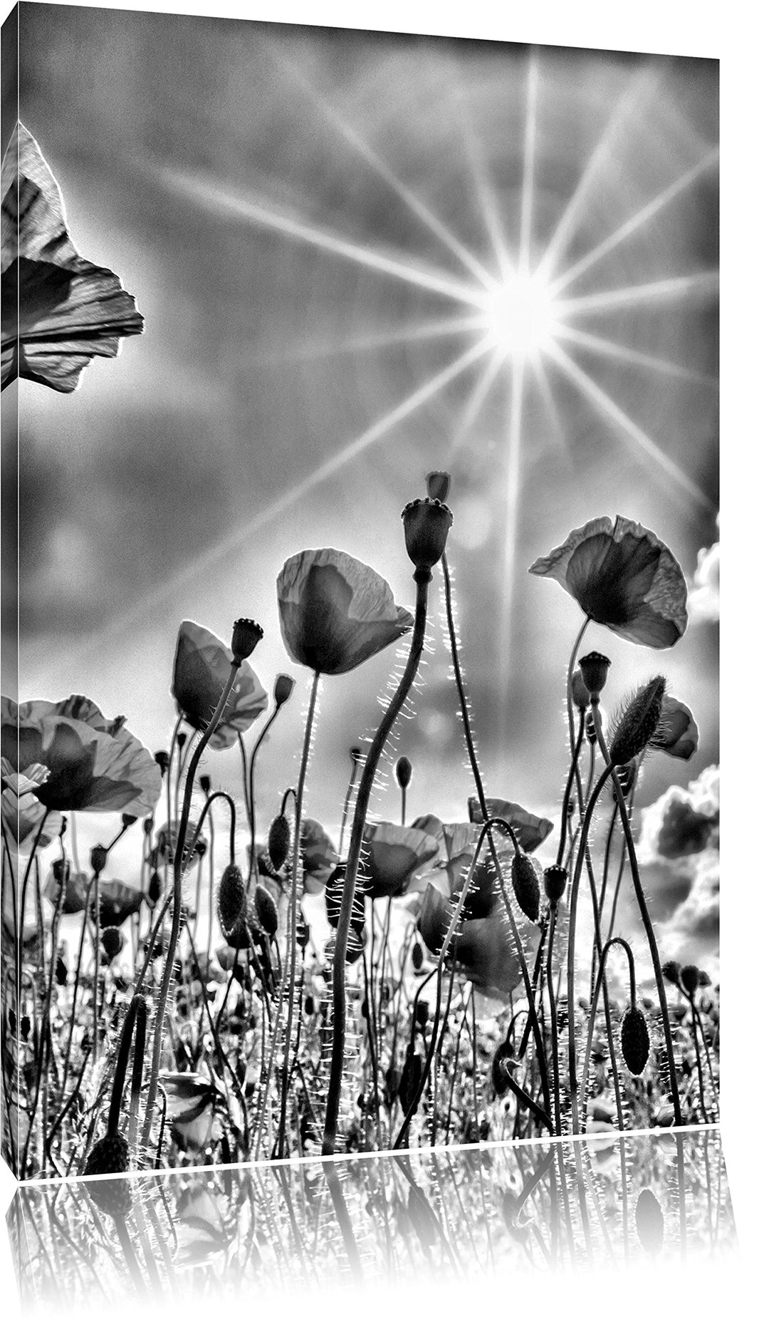 Monocrome, Mohnblumen, Format: 100x70 auf Leinwand, XXL riesige Bilder fertig gerahmt mit Keilrahmen