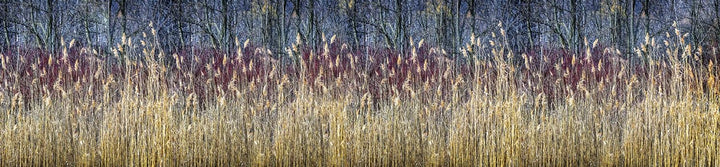 DIMEX Küchenrückwand Folie selbstklebend Winterschilf | Klebefolie - Dekofolie - Spritzschutz für Kü