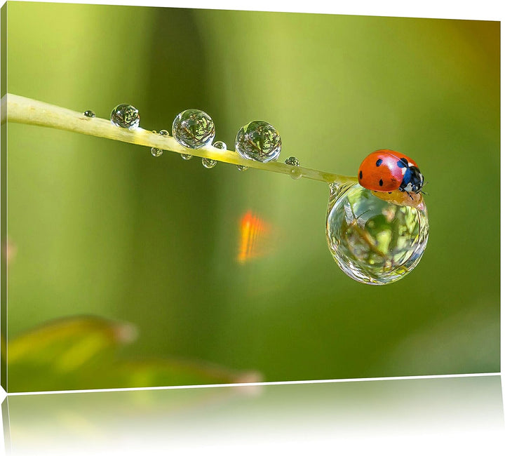 Pixxprint Marienkäfer Wassertropfen als Leinwandbild/Grösse: 100x70 cm/Wandbild/Kunstdruck/fertig be