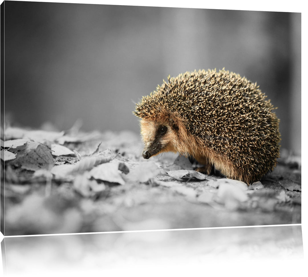 kleiner süsser Igel im Laub schwarz/weiss Format: 100x70 auf Leinwand, XXL riesige Bilder fertig ger