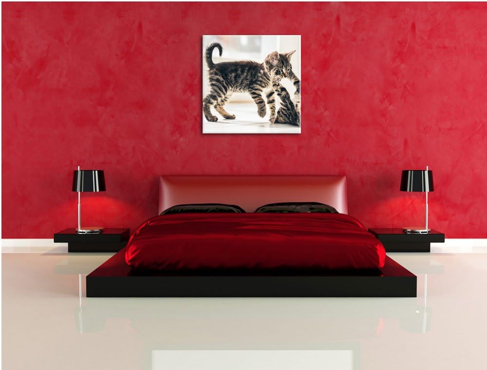 Fighting Cats, Format: 70x70 auf Leinwand, XXL riesige Bilder fertig gerahmt mit Keilrahmen, Kunstdr