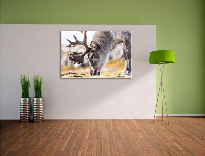 süsses Rentier beim Essen, Format: 100x70 auf Leinwand, XXL riesige Bilder fertig gerahmt mit Keilra