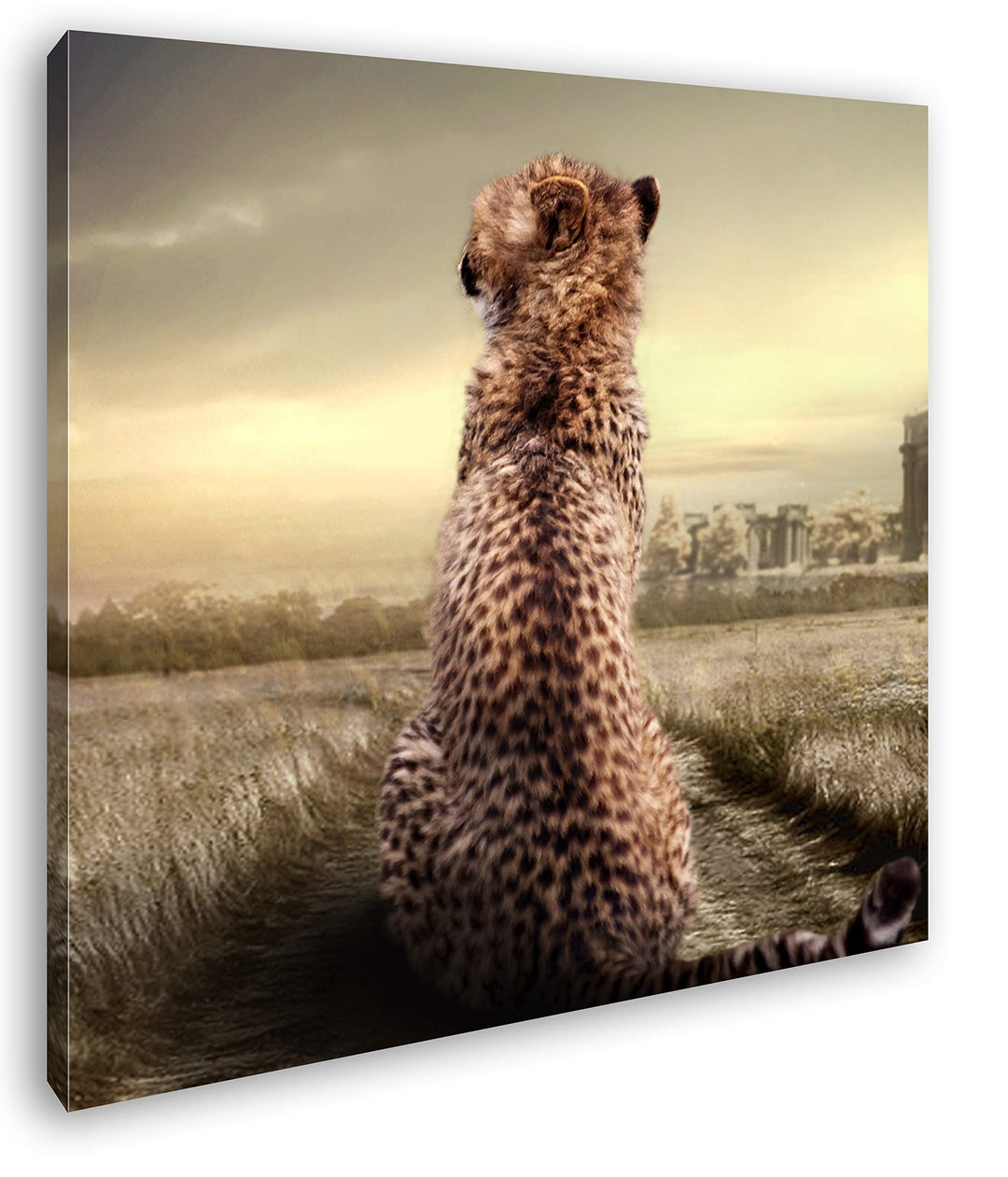 deyoli einsamer Gepard in schöner Landschaft im Format: 70x70 als Leinwandbild, Motiv fertig gerahmt