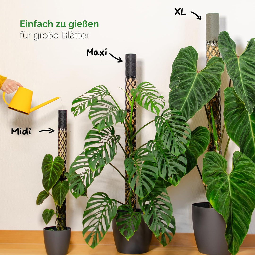 PlantMe Moosstab Midi 70cm Komplettset (Grün-Grau, 70cm)