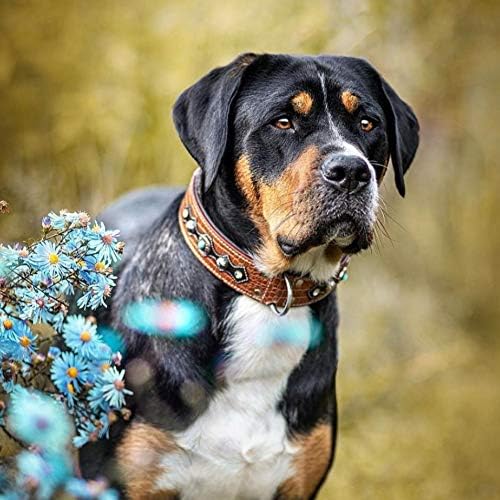 MICHUR Lakota Hundehalsband Leder, Lederhalsband Hund, Halsband, BRAUN, Leder, Blaue Steine MIT RUND