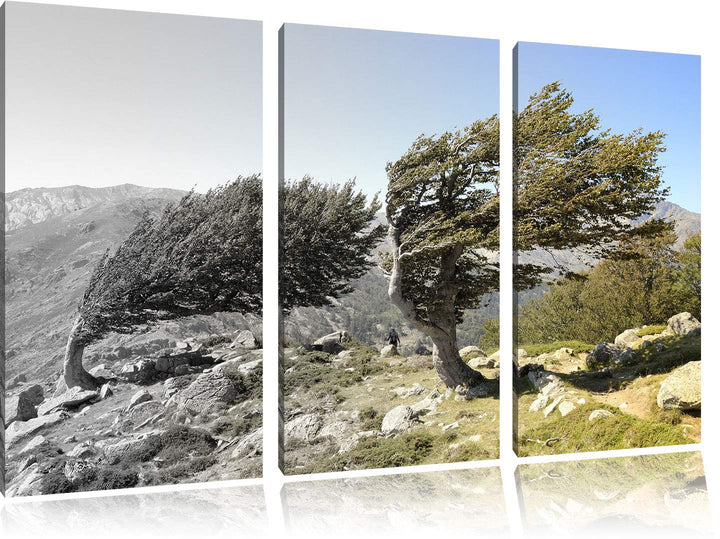 Alter Schiefer Baum in den Bergen schwarz/weiss 3-Teiler Leinwandbild 120x80 Bild auf Leinwand, XXL