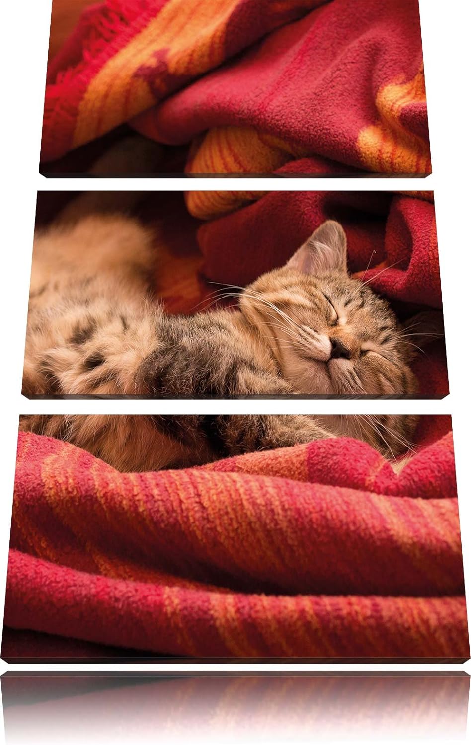 Pixxprint Babykatze als Leinwandbild/Grösse: 3 Teilig (120x80) cm/Wandbild/Kunstdruck/fertig bespann