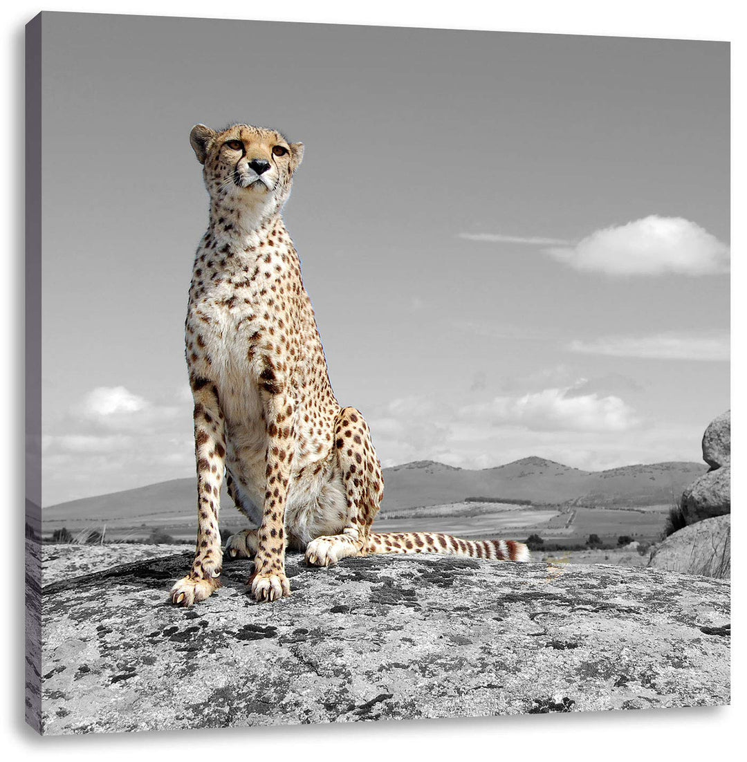 Pixxprint stolzer Gepard als Leinwandbild/Grösse: 70x70 cm/Wandbild/Kunstdruck/fertig bespannt, 70x7