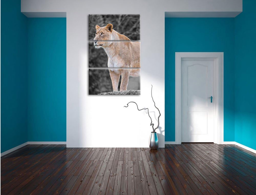 Pixxprint majestätische Löwin schwarz/weiss 3-Teiler Leinwandbild 120x80 Bild auf Leinwand