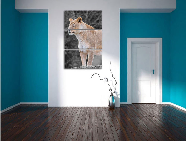 Pixxprint majestätische Löwin schwarz/weiss 3-Teiler Leinwandbild 120x80 Bild auf Leinwand
