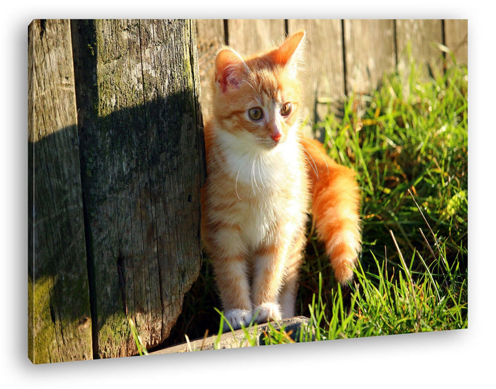 deyoli süsse kleine Katze im Sonnenschein Format: 80x60 als Leinwandbild, Motiv fertig gerahmt auf E